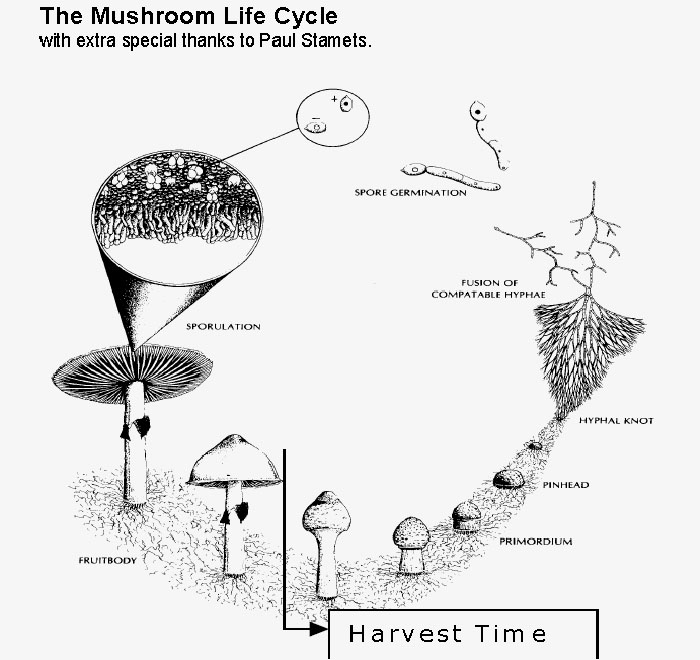 100% Mycelium Kit Magic Mushrooms Growing Instructions